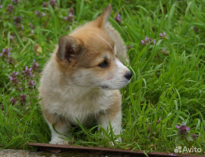 Щеночки вельш корги пемброк