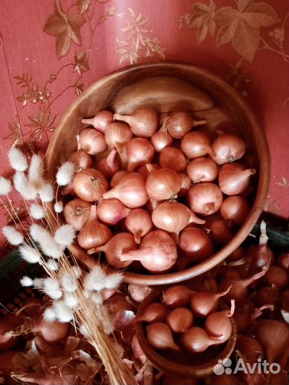 Лук семейный на посадку или еду