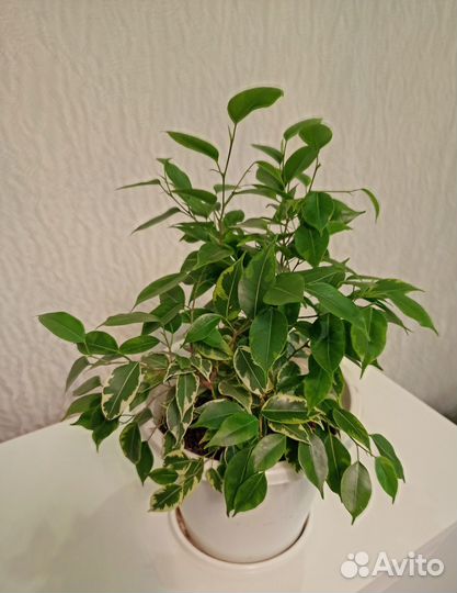 Фил пиперомия фикус ктенанта растения