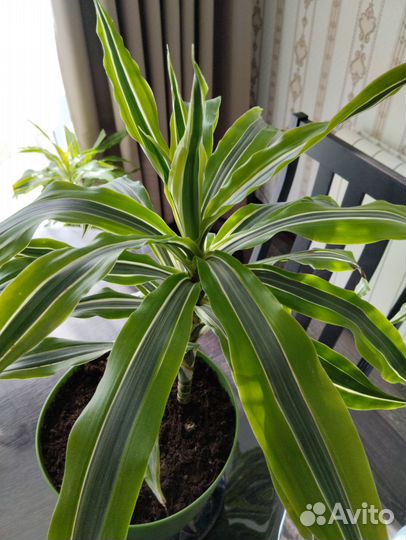 Пальма драцена