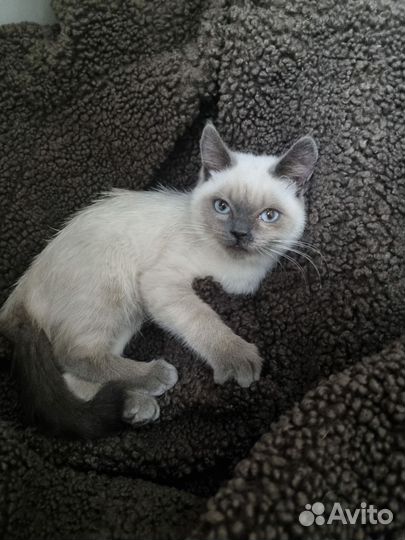 Найдена кошка