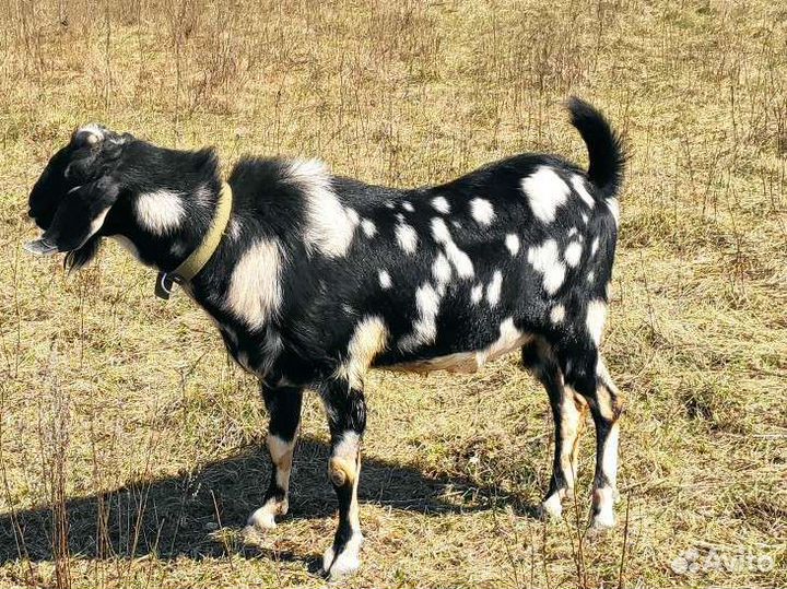 Козел вязка