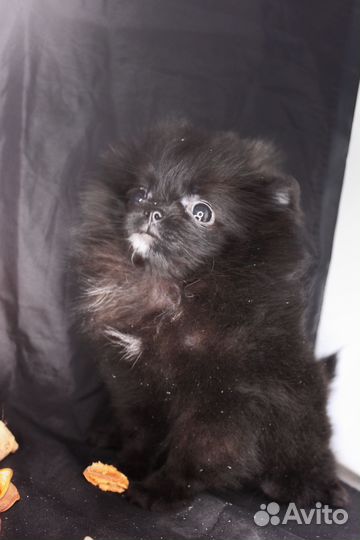 Померанский шпиц мини девочка