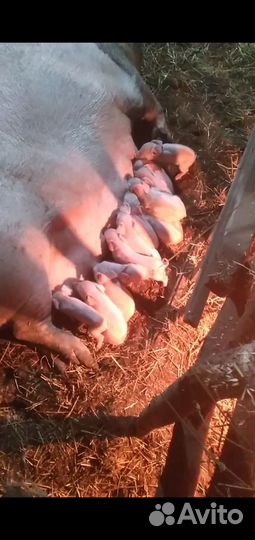Поросята