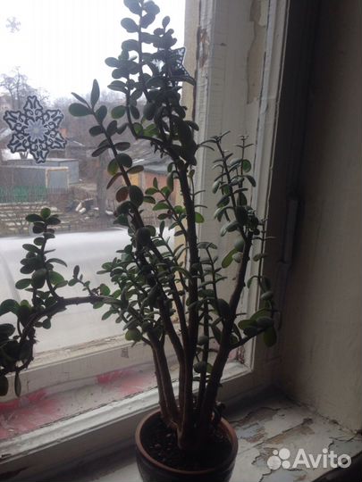 Толстянка, хлорофитум