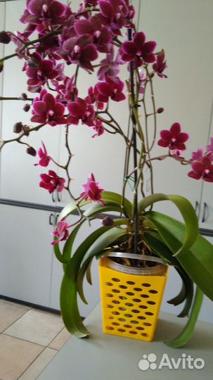 Орхидея (восковик)