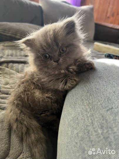 Британские котята