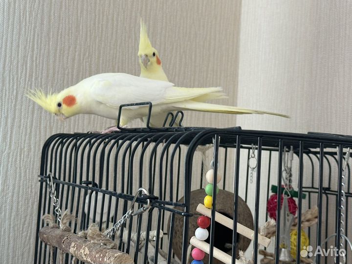 Попугаи корелла