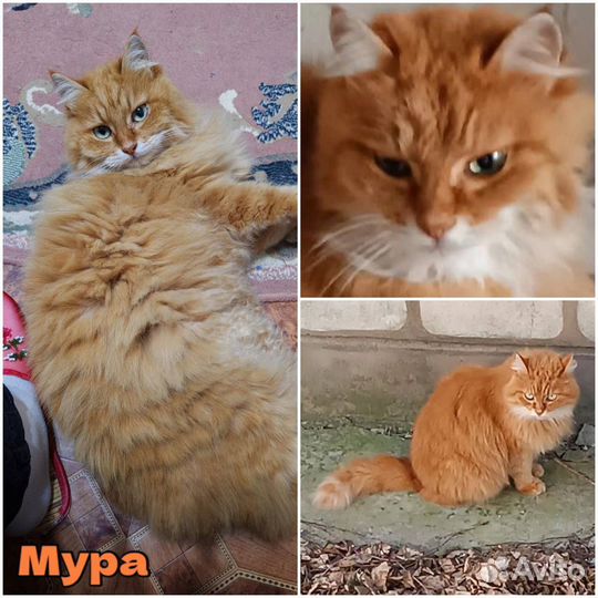 Потерялись кошка и кот