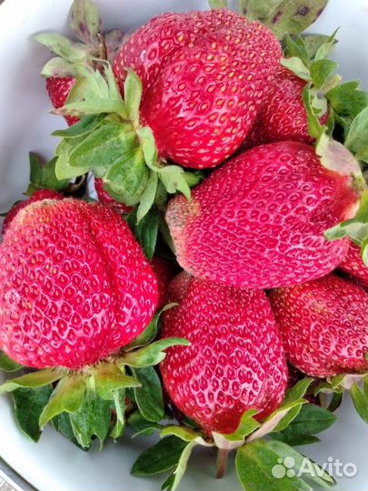 Рассада клубники Ламбада