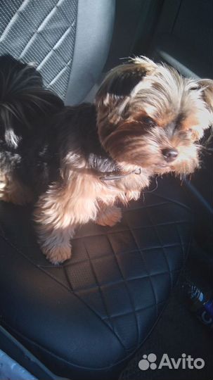 Йоркширский терьер