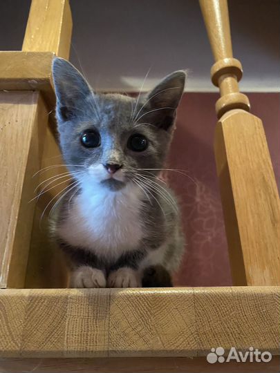 Кошка в дар бесплатно