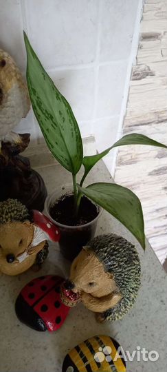 Сортовые аглаонемы