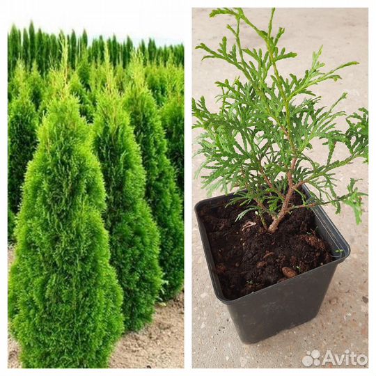 Туя смарагд саженцы