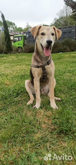 Собака в добрые руки