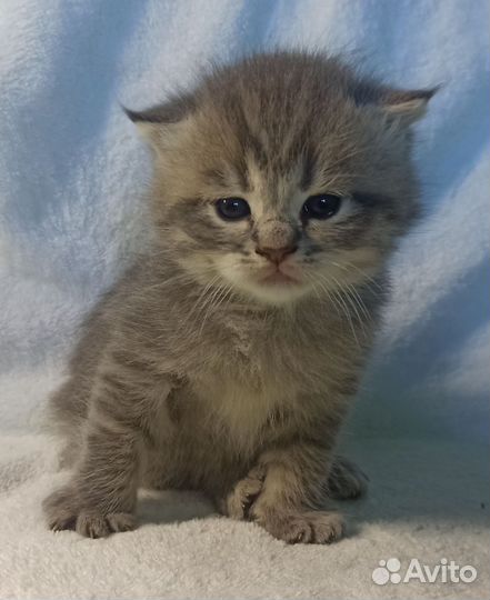 Британские котята