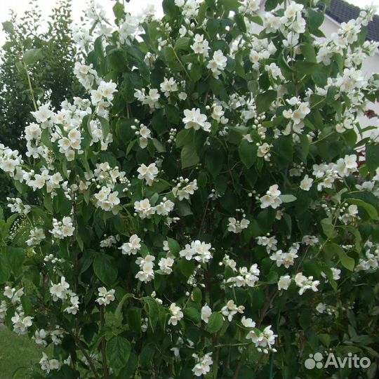 Чубушник венечный/садовый жасмин
