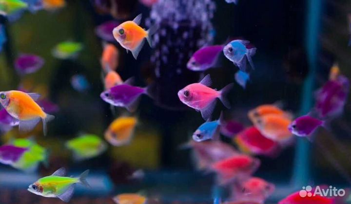 Аквариумные рыбки оптом и в розницу