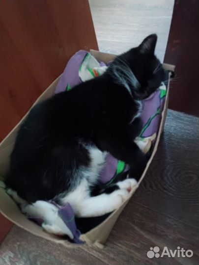 Кошка в дар