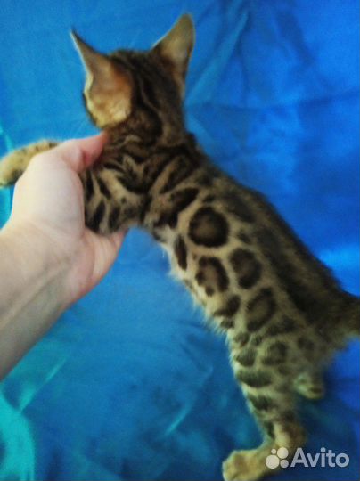 Бенгальский кот