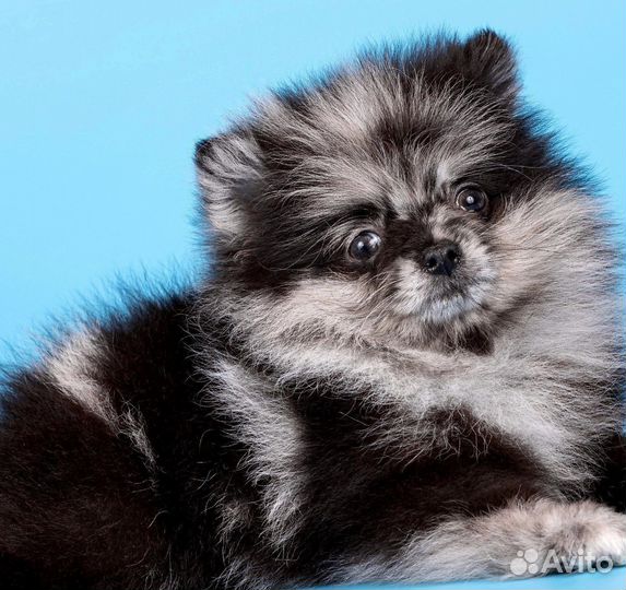 Померанский шпиц