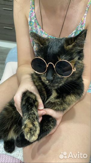 Очки для кота