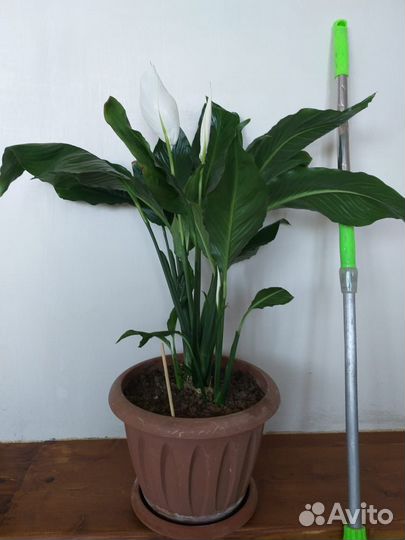 Спатифиллум