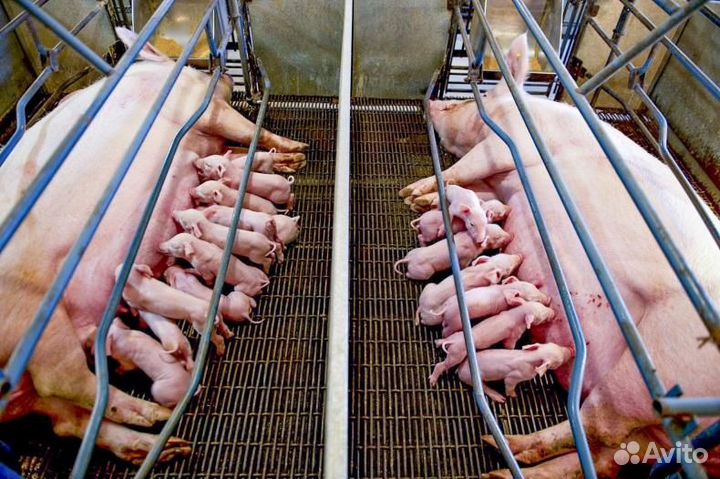 Рабочий на свинокомплекс с проживанием