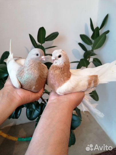 Свадебные голуби