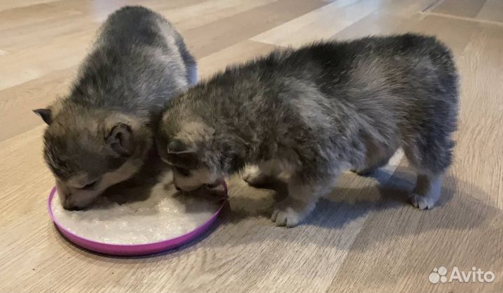 Щенки хаски