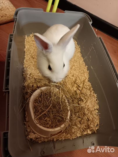 Декоративный кролик с клеткой