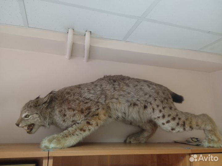 Чучело рыси