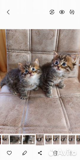 Cибирские котята