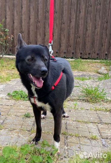 Дарю собака