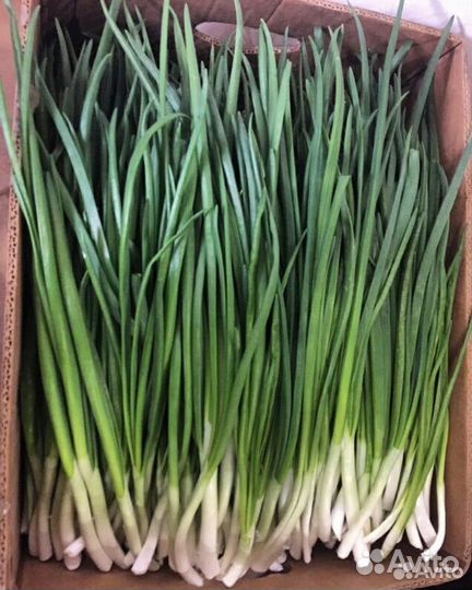 Лук зеленый перо