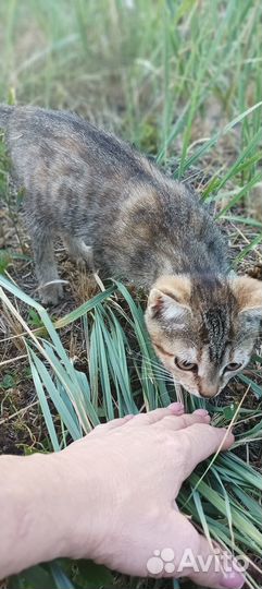 Котята отдам бесплатно