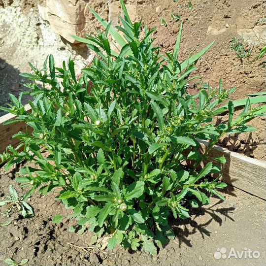 Цветы ромашки