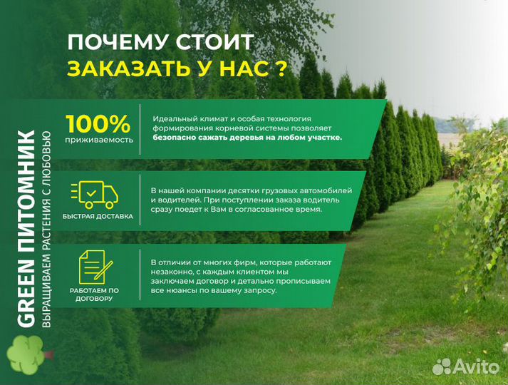 Туи садовые