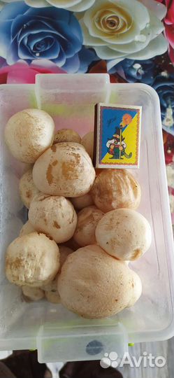 Гриб веселка