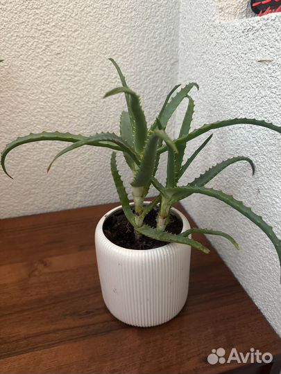 Алоэ столетник