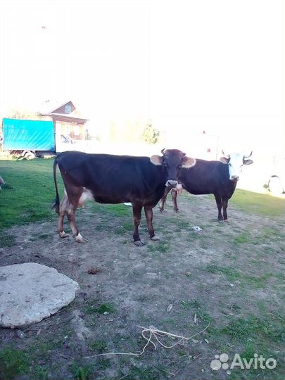 Крова дойная