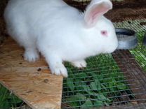Кролики Самцы :Белый великан, Калифорнийский