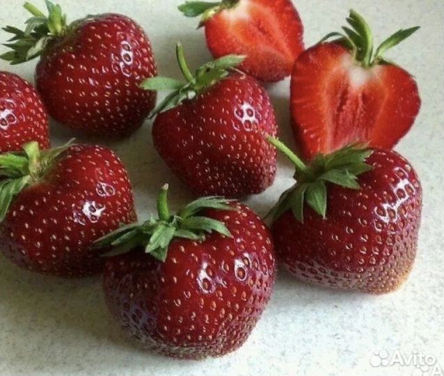 Саженцы клубники