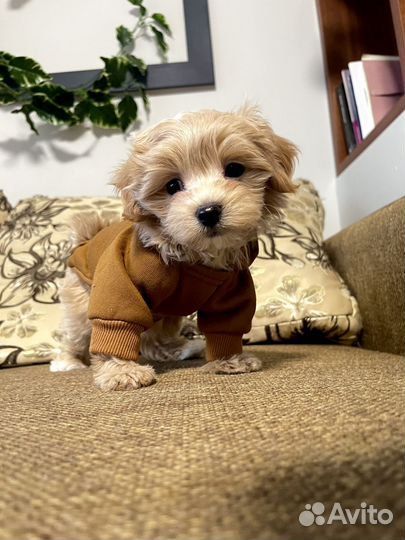 Мальтипу f1 мальчик