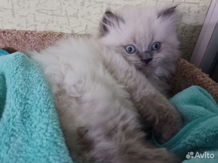 Шотландские кошки