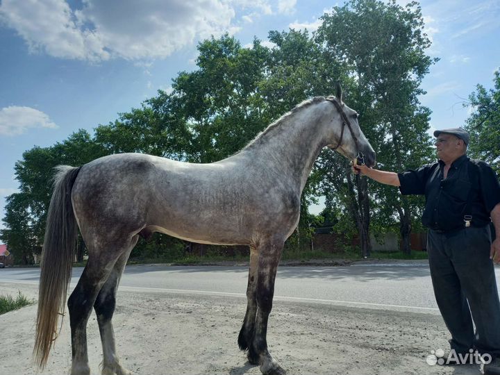 Продам жеребца