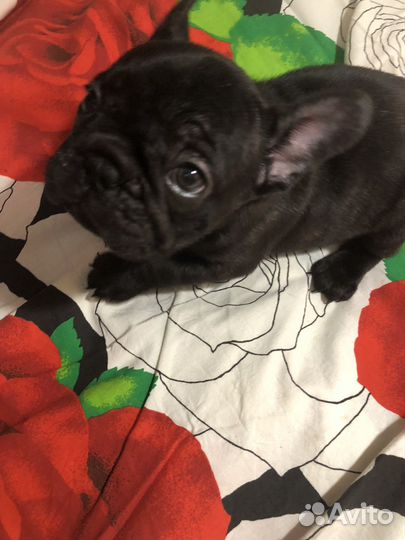 Француженка