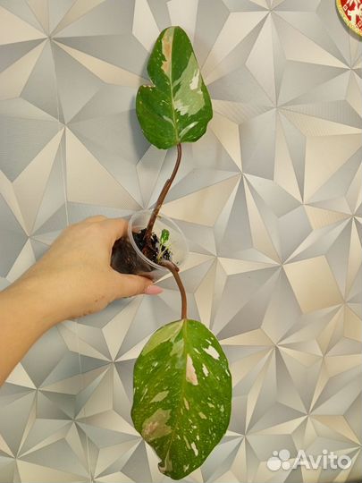 Филодендрон ред андерсон