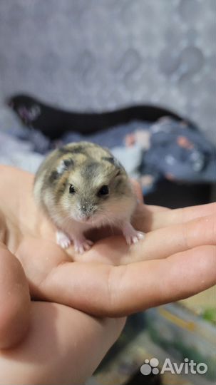 Джунгарский хомяк бесплатно