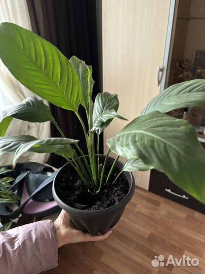 Спатифиллум (женское счастье)